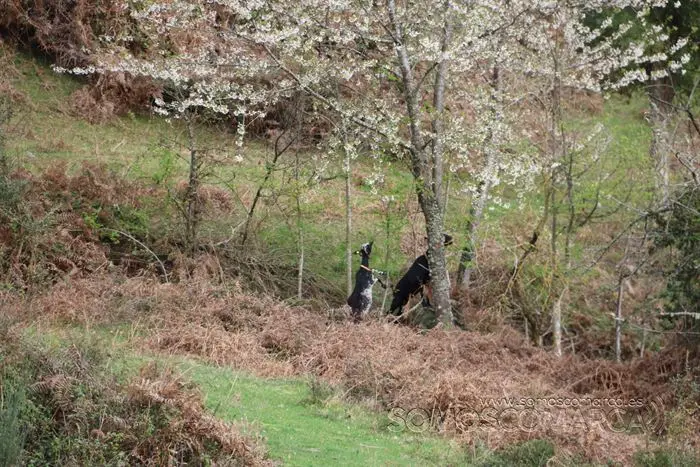 somos comarca_sanjulian_animales_manolo_cabras_vacas_terneros_ovejas_gatos_gallos_perros_2022 (31)