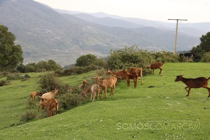 portada_somoscomarca_sanjulian_animales_manolo_cabras__2022 (32)