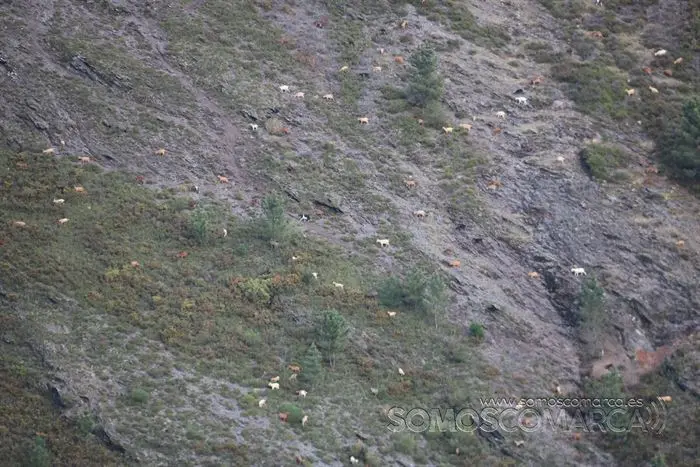 somos comarca_sanjulian_animales_manolo_cabras_vacas_terneros_ovejas_gatos_gallos_perros_2022 (33)