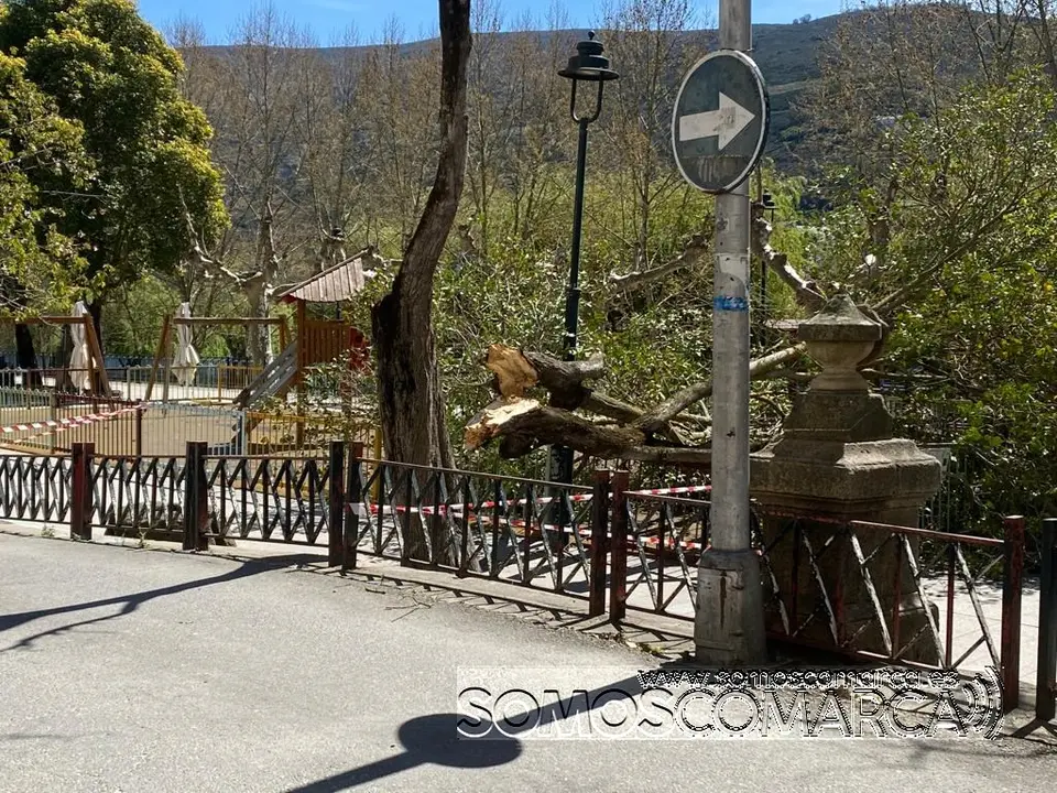 somoscomarca_arbol_parque_malecon_ges_policialocal_obarco_rotura_2022-04-05 (2)