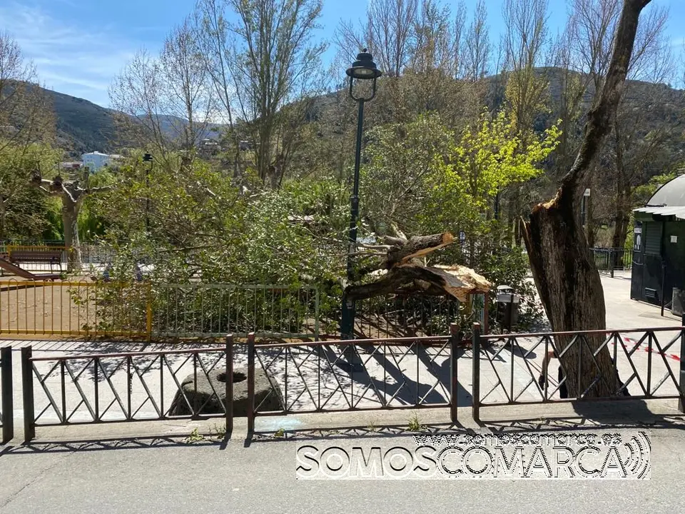 somoscomarca_arbol_parque_malecon_ges_policialocal_obarco_rotura_2022-04-05 (5)