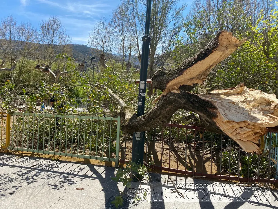 somoscomarca_arbol_Caida_malecon_paseo_obarco_ges_2022-04-05 (4)