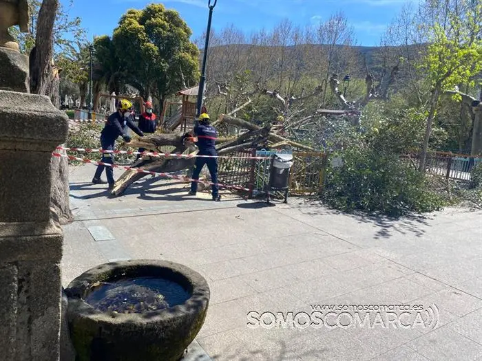 somoscomarca_obarco_suceso_caidaarbol_malecon_ges_bomberos (1)