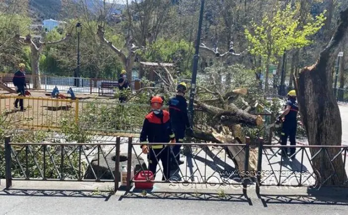 somoscomarca_obarco_suceso_caidaarbol_malecon_ges_bomberos (5)