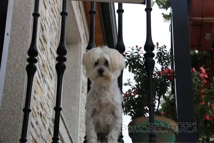 Alfombras de Corpus en  Valdeorras 2022 (13)