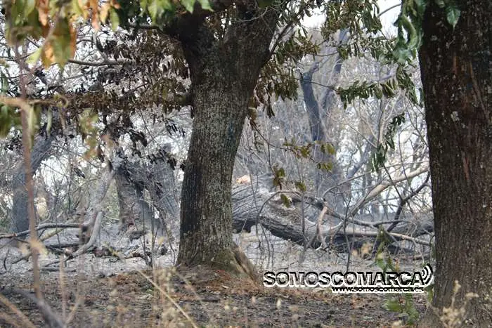incendio_alixo_obarco (44)