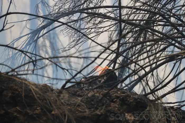 O incendio en Castro de Vilariño, Vilariño, Soulecín, Viloira, Santigoso, Candís e medios de emerxencia (32)