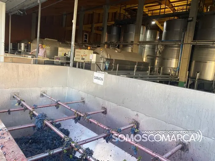 somoscomarca_obarco_vendimia_cooperativabarco_2022 (9)