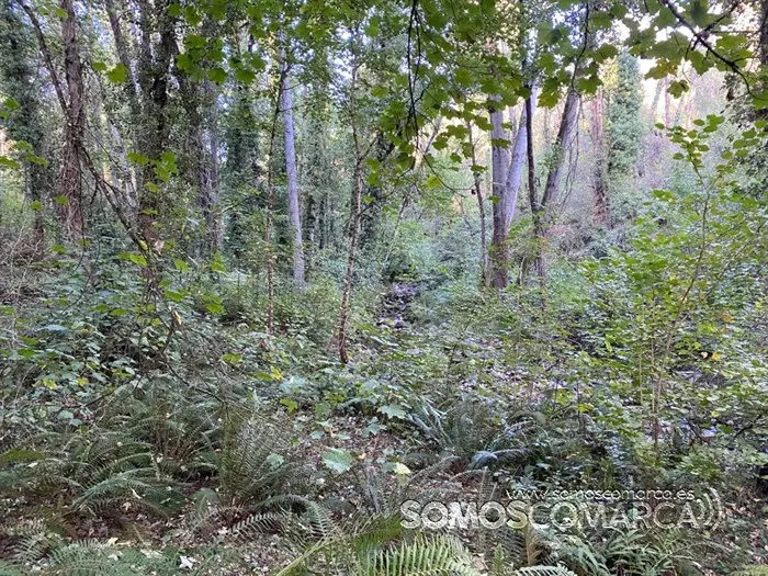 somoscomarca_arcos_sendaverde_riofarelos_carloslopez_2022 (4)