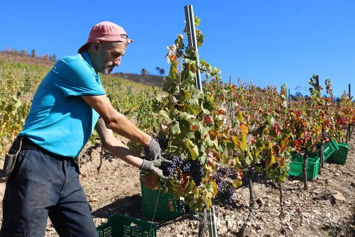 somoscomarca_entoma_roandi_vendimia_bodega_2022 (2)