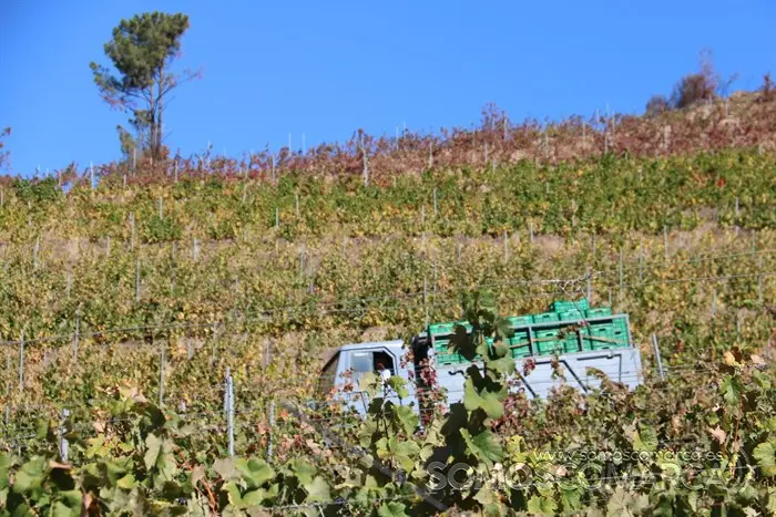 somoscomarca_entoma_roandi_vendimia_bodega_2022 (4)