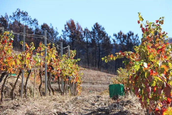 somoscomarca_entoma_roandi_vendimia_bodega_2022 (5)