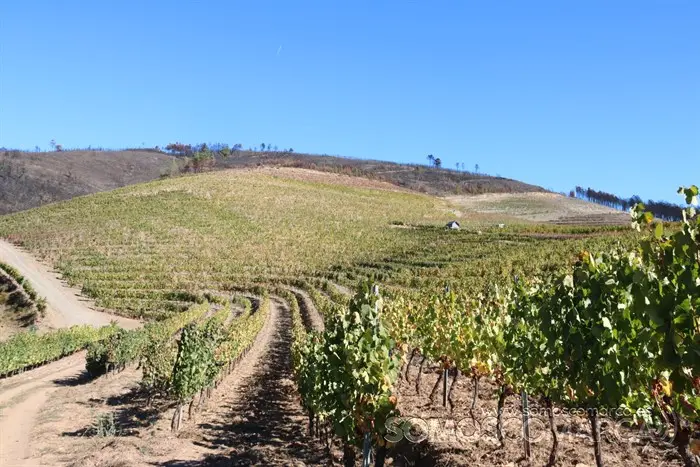 somoscomarca_entoma_roandi_vendimia_bodega_2022 (6)