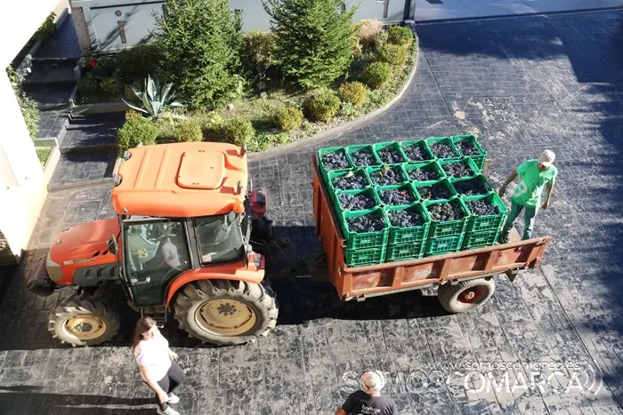 somoscomarca_entoma_roandi_vendimia_bodega_2022 (20)