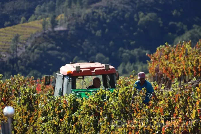 somoscomarca_entoma_roandi_vendimia_bodega_2022 (22)