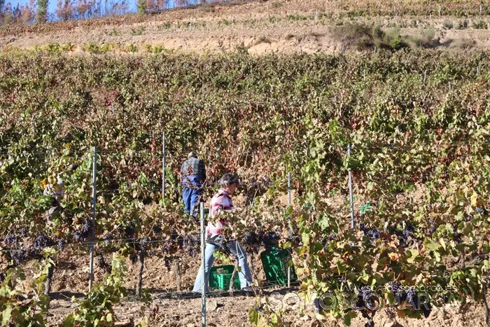 somoscomarca_entoma_roandi_vendimia_bodega_2022 (23)