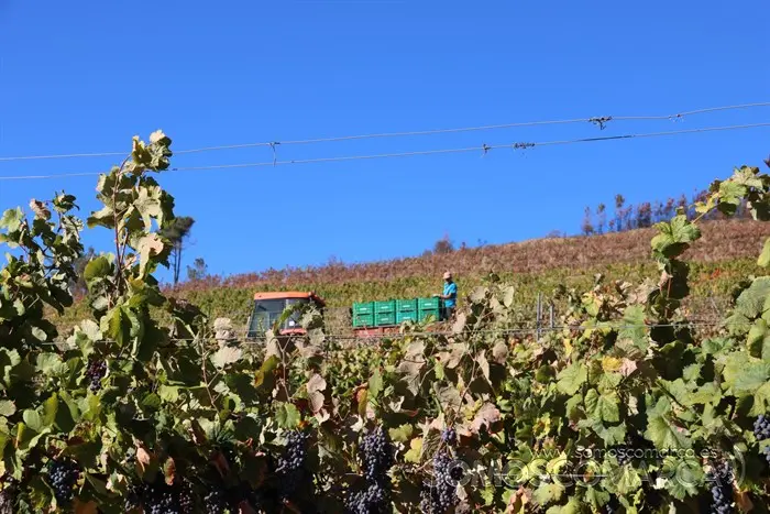 somoscomarca_entoma_roandi_vendimia_bodega_2022 (24)