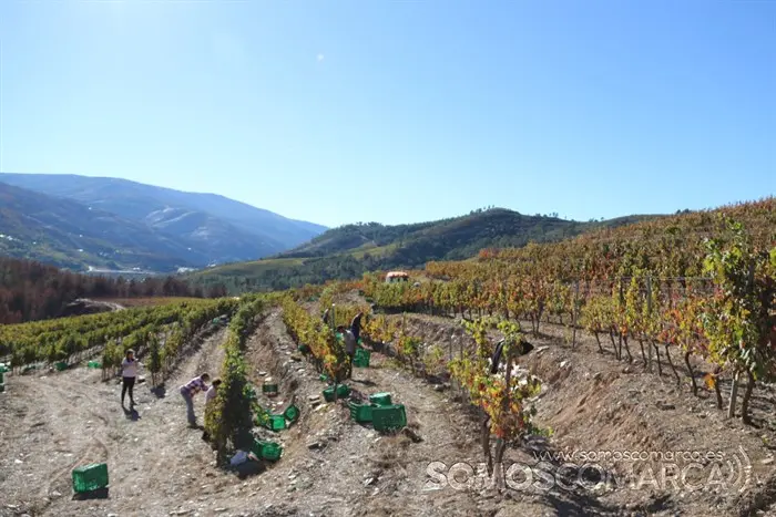 somoscomarca_entoma_roandi_vendimia_bodega_2022 (25)