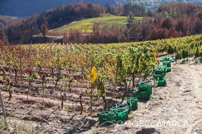 somoscomarca_entoma_roandi_vendimia_bodega_2022 (26)