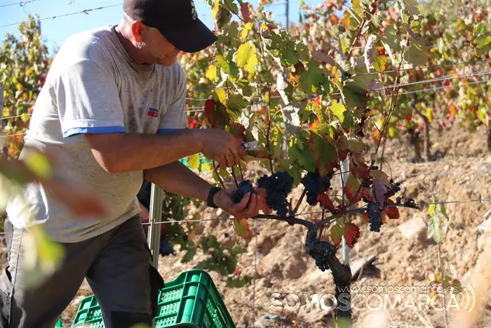 somoscomarca_entoma_roandi_vendimia_bodega_2022 (28)