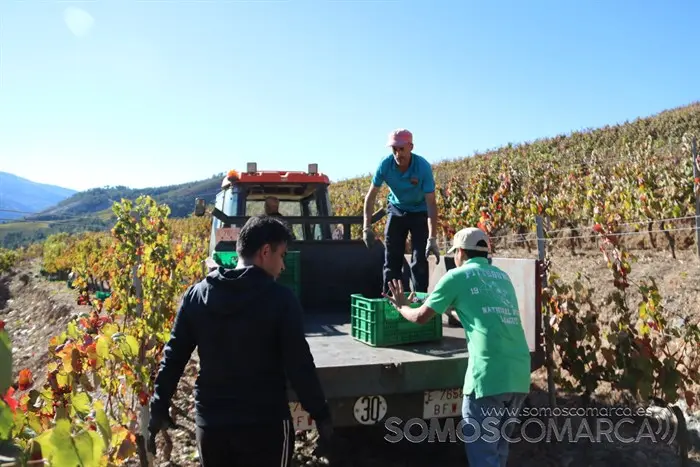 somoscomarca_entoma_roandi_vendimia_bodega_2022 (30)