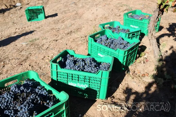 somoscomarca_entoma_roandi_vendimia_bodega_2022 (32)