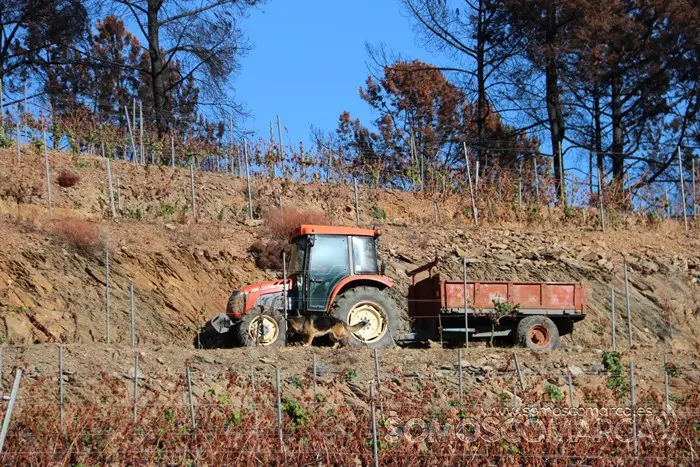 somoscomarca_entoma_roandi_vendimia_bodega_2022 (33)