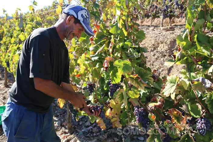 somoscomarca_entoma_roandi_vendimia_bodega_2022 (35)