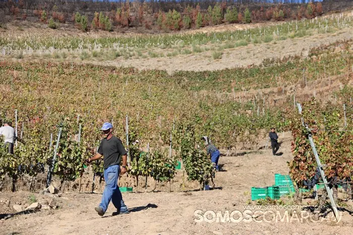 somoscomarca_entoma_roandi_vendimia_bodega_2022 (34)