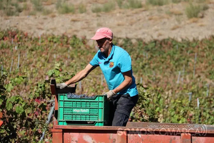 somoscomarca_entoma_roandi_vendimia_bodega_2022 (36)
