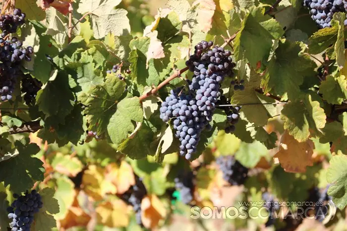 souson somoscomarca_entoma_roandi_vendimia_bodega_2022 (38)