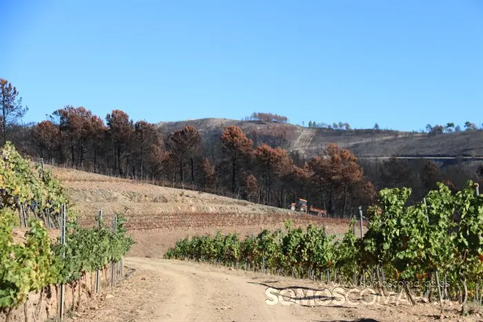 somoscomarca_entoma_roandi_vendimia_bodega_2022 (39)