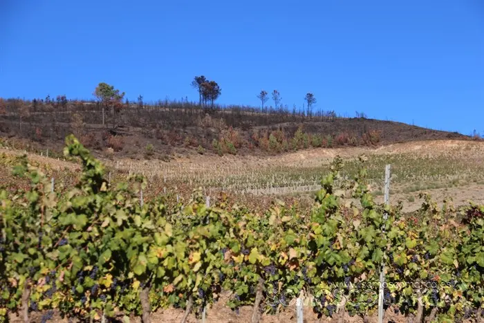 somoscomarca_entoma_roandi_vendimia_bodega_2022 (40)