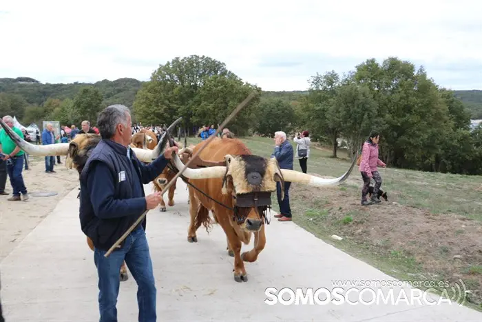 somoscomarca_aveiga_crianzatrevinca_feiradegando_2022 (16)