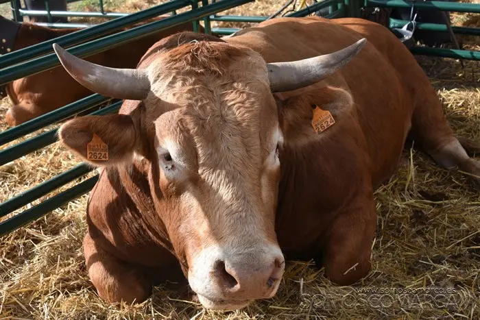 Crianza Trevinca, exposición ganadera y agrícola (56)