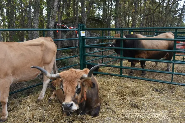 Crianza Trevinca, exposición ganadera y agrícola (51)