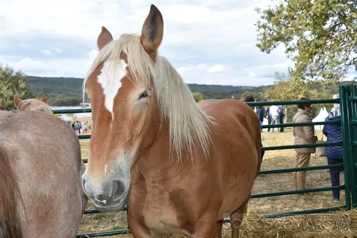 Crianza Trevinca, exposición ganadera y agrícola (53)