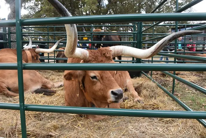 Crianza Trevinca, exposición ganadera y agrícola (49)