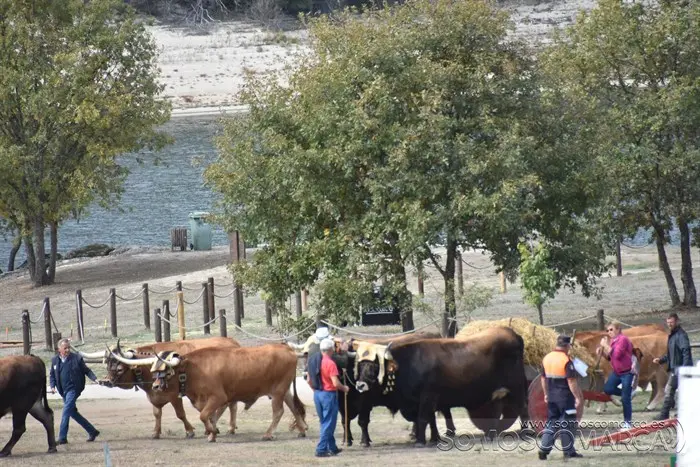 Crianza Trevinca, exposición ganadera y agrícola (27)