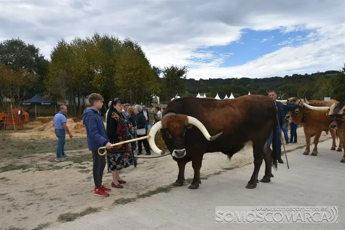 Crianza Trevinca, exposición ganadera y agrícola (11)