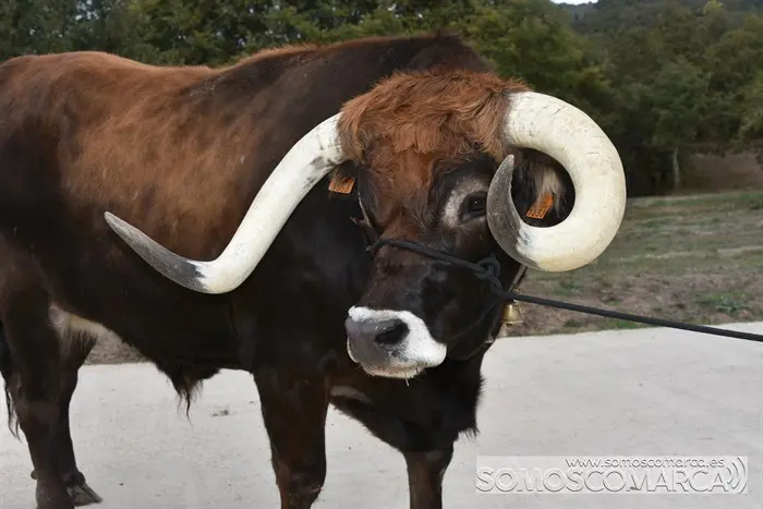 Crianza Trevinca, exposición ganadera y agrícola (12)