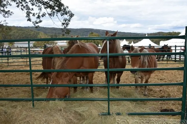 Crianza Trevinca, exposición ganadera y agrícola (54)