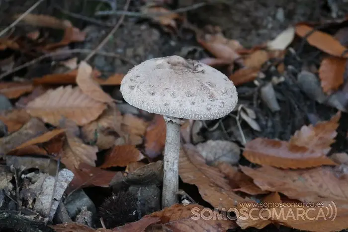 deVilamartín a Arnado pasando por Correxais e Fervenza (3)