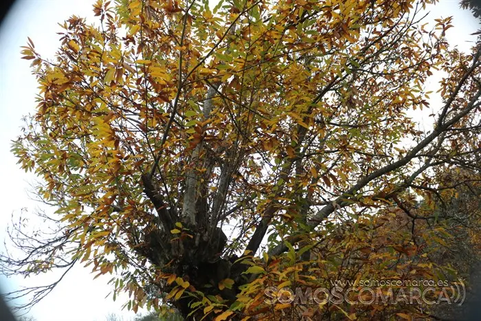 deVilamartín a Arnado pasando por Correxais e Fervenza (4)