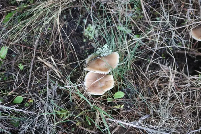 deVilamartín a Arnado pasando por Correxais e Fervenza (11)