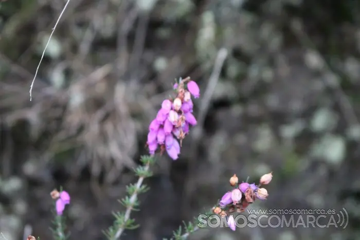 deVilamartín a Arnado pasando por Correxais e Fervenza (13)