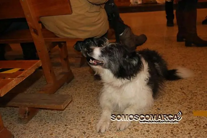 somoscomarca_obarco_bendicionmascotas_santarita (7)