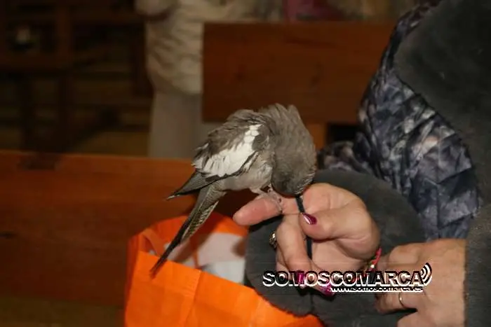 somoscomarca_obarco_bendicionmascotas_santarita (9)