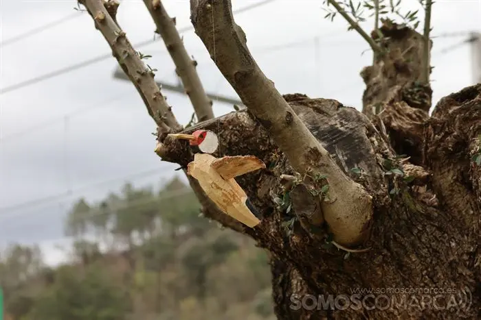 somoscomarca_sobradelo_jardintematico_primavera_maricarmengonzalez_2023_03_232023-4094 (19)