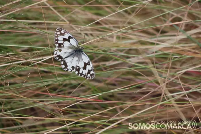 somoscomarca_vilariñodeconso_arearecreativacenza_pradoalbar_asportas_columpio_rutaplata_20232084 (28)
